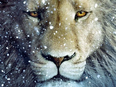 Narnia Aslan Wallpapers Wallpaper Cave
