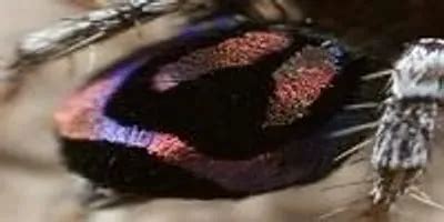 Nature S Smallest Rainbows Created By Peacock Spiders May Inspire New Optical Technology Nature S Smallest Rainbows Created By Peacock Spiders May Inspire New Optical Technology