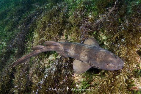 Near Blind Shark Is World S Longest Lived Vertebrate Nature