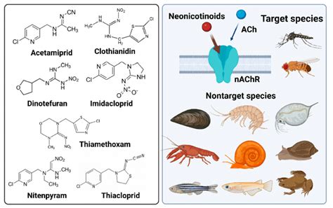 Neotenization: Exploring Its Role in Evolution and Development