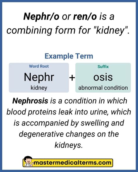 Nephr Medical Term