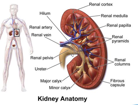 Nephro Medical Term