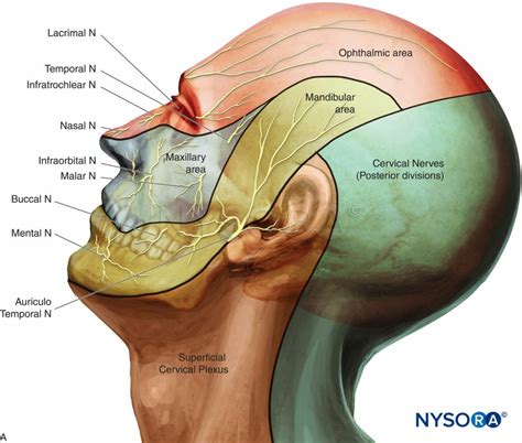 Nerve Blocks Of The Face Nysora