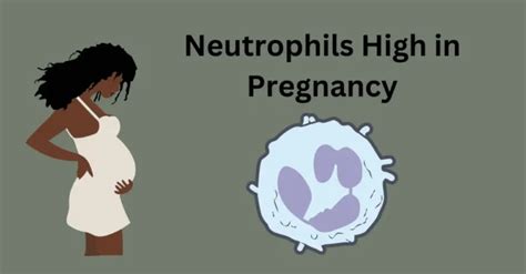 Neutrophils High Pregnancy