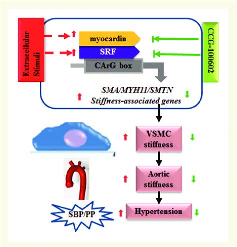 New Insights Into The Pharmacological Inhibition Of Srf Activity Key Inhibitory Targets And Mechanisms Sciencedirect