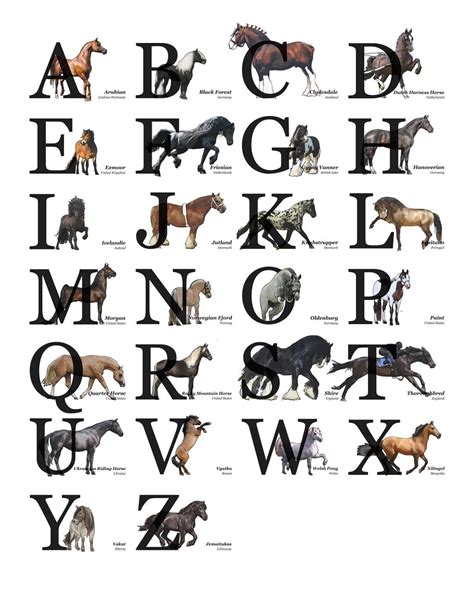 New Pattern Celebrate Equine Diversity With This A Z Horse Breeds Alphabet Pattern Each Letter Of The Alphabet Features A Unique Hand Illustrated Horse Breed Set Against A White Background With Blue And Green