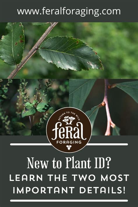 New To Plant Identification The Two Most Important Details Feral Foraging