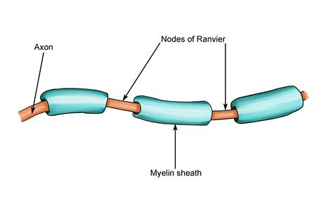 Node of Ranvier Function Explained
