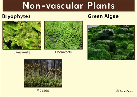 5 Non Vascular Plants