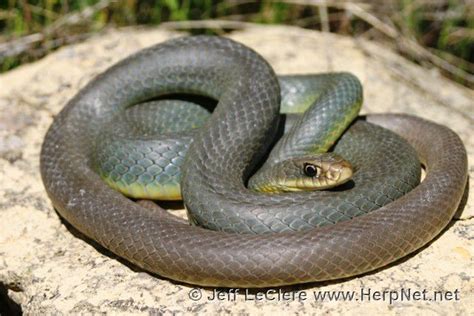 North American Racer Coluber Constrictor Amphibians And Reptiles Of Iowa North American Racer Coluber Constrictor Amphibians And Reptiles Of Iowa