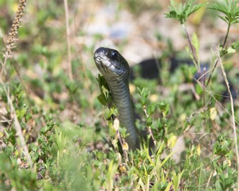 North American Racer Or Rat Snake Steve Creek Wildlife Photography North American Racer Or Rat Snake Steve Creek Wildlife Photography