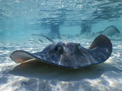 North Carolina Stingray Pregnant With No Male In Aquarium Tank
