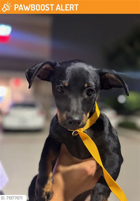 North Richland Hills Tx Stray Female Dog Found Near North Richland North Richland Hills Tx Stray Female Dog Found Near North Richland