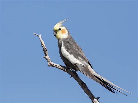 Exotic Nymphicus Hollandicus: Discover Hidden Gems!