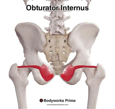 Unlock Mysteries of Obturator Internus Muscle