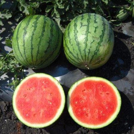 Ocelot F1 Watermelon Seeds Ocelot F1 Watermelon Seeds
