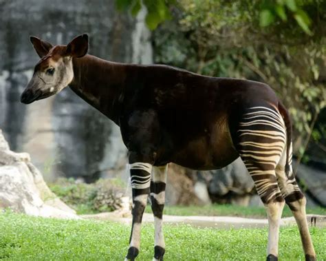Okapi Le Ne Fakty Dieta Siedlisko I Zdj Cia Na Animalia Bio