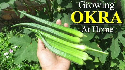 Okra Plant Yield At Tracy Macias Blog