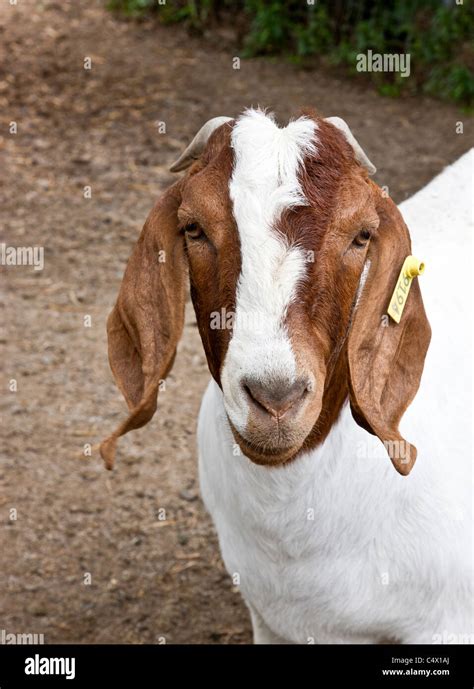 Old Goat Hi Res Stock Photography And Images Alamy