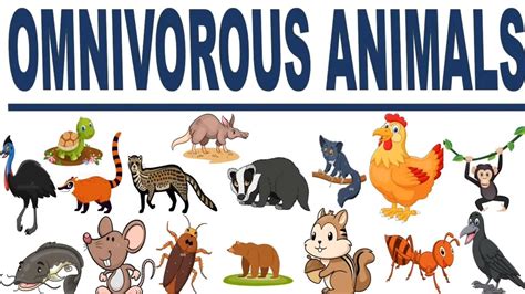Omnivore Animals Clipart Omnivore Animals Clipart