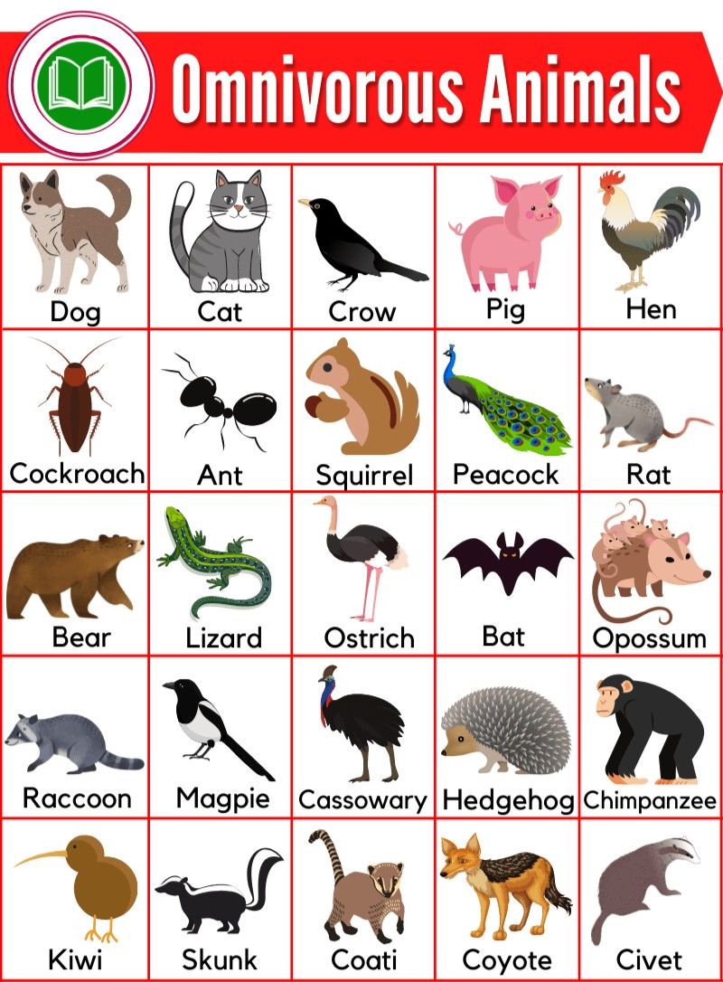 Omnivore List Of Amazing Animals That Are Omnivores 7Esl Omnivore List Of Amazing Animals That Are Omnivores 7Esl