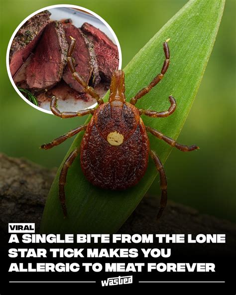 One Bite From A Lone Star Tick Makes You Allergic To Red Meat For Life One Bite From A Lone Star Tick Makes You Allergic To Red Meat For Life