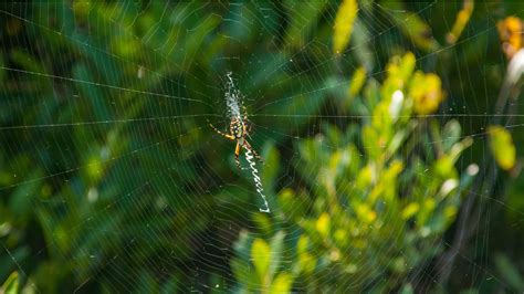 Orb Weaver Spider Control Facts Control Amp Tips Aptive Pest Control
