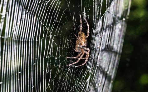 Orb Weaver Spiders Facts Prevention And Control Pest Control