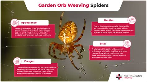 Orb Web Spider Facts