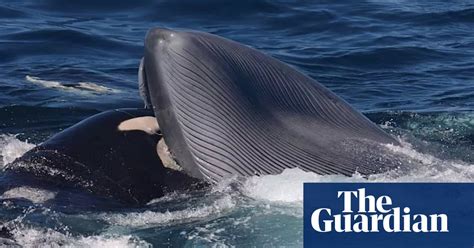 Orcas Recorded Killing And Feeding On Blue Whales In Brutal Attacks Whales The Guardian