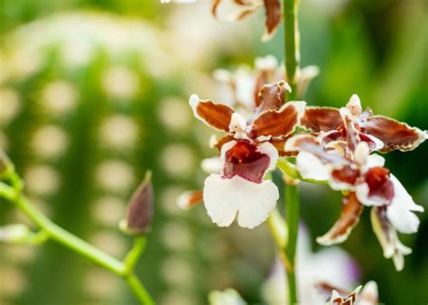 Orchid Fever At Desert Botanical Garden Tempe Tourism Orchid Fever At Desert Botanical Garden Tempe Tourism