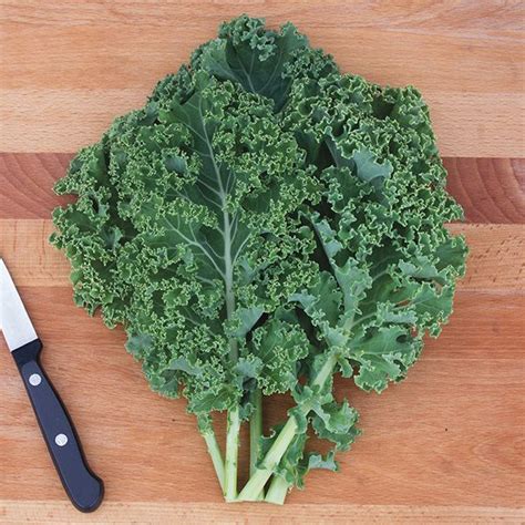 Organic Non Gmo Dwarf Green Curled Kale