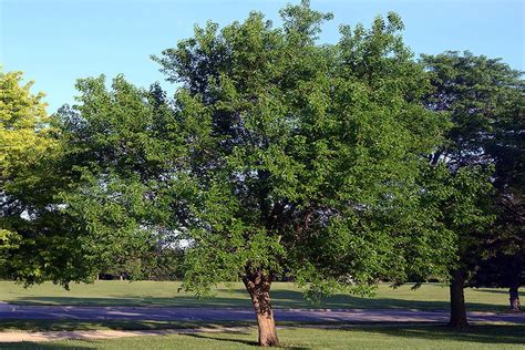 5 Osage Orange Tree Facts