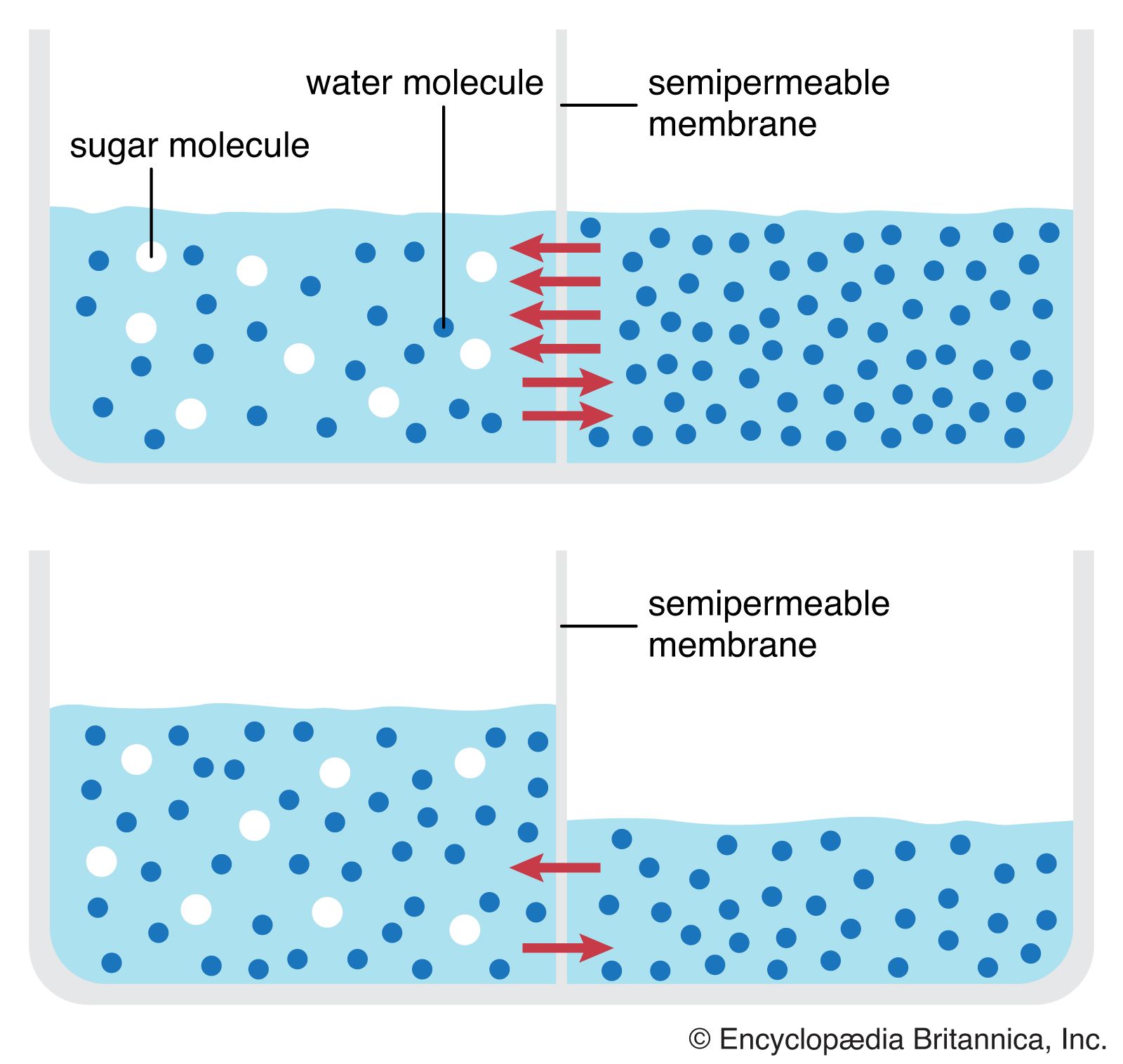 Osmosis Occurs From Low Solute Areas