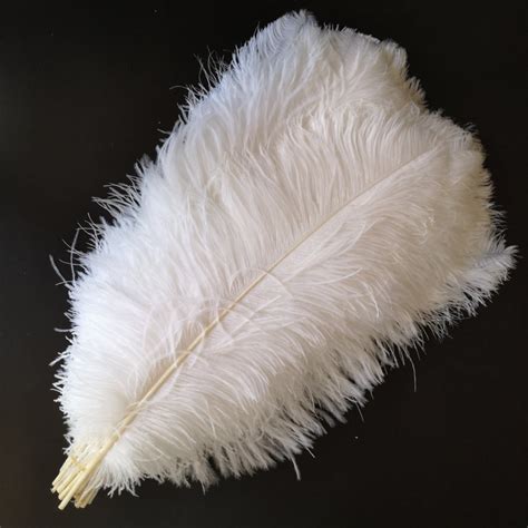 The Elegance of Ostrich Feathers: Luxurious Uses and Unique Style