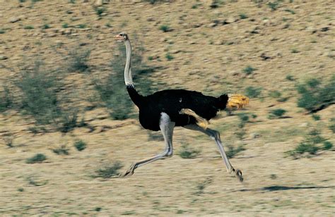 Ostrich Habitat Food Facts Britannica Ostrich Habitat Food Facts Britannica