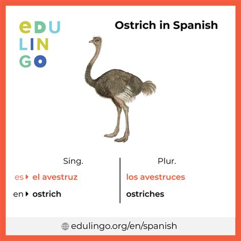 5 Ways Say Ostrich