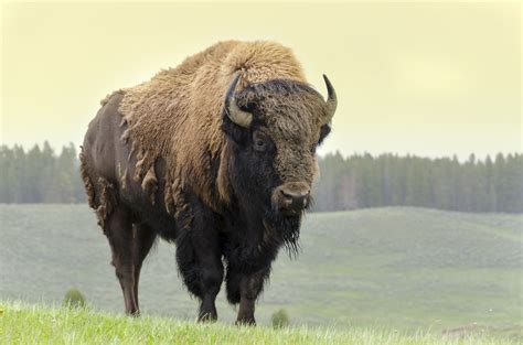 Our American Buffalo Meredibly Sarah Lacey Vigue Our American Buffalo Meredibly Sarah Lacey Vigue