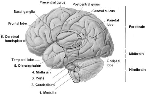 Overview Of The Anatomic Structures Of The Brain Left Hemisphere Is Download Scientific Diagram