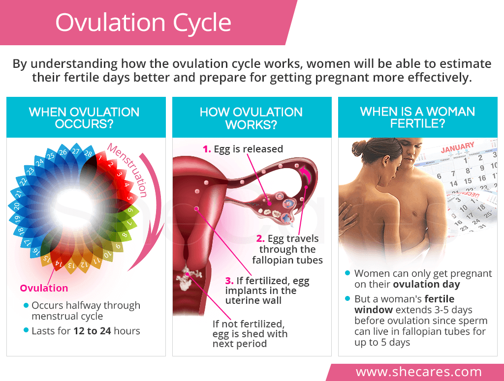 Ovulation Cycle How Does Ovulation Work Shecares Ovulation Cycle How Does Ovulation Work Shecares