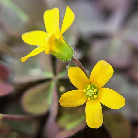 Oxalis Corniculata: The Hidden Benefits of the Common Sourgrass