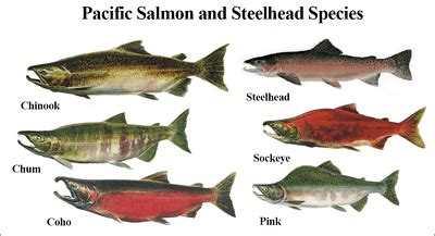 Pacific Salmon Species Coho And Chinook Sea Life Islands And