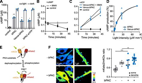 Pacmn For Improved Optogenetic Control Of Intracellular Camp Bmc Biology Springer Nature Link