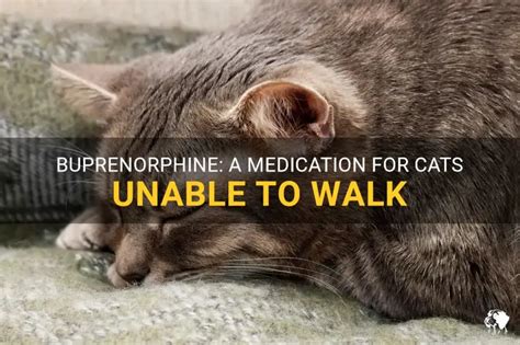 Pain Medication For Cats Buprenorphine