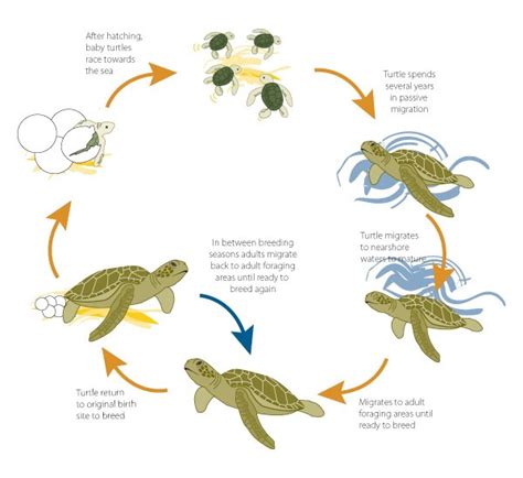 Painted Turtle Facts Habitat Diet Life Cycle Pictures