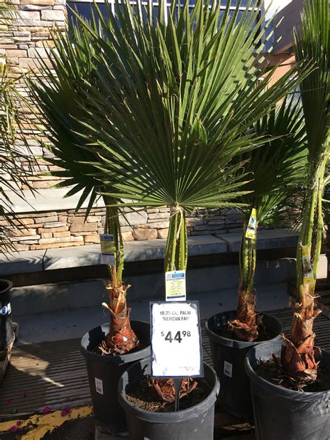 Palm Tree Depot Blog Palm Tree Depot Blog