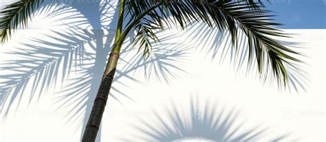 Palm Tree Shadow On Wall Stock Image Image Of Garden 382565477
