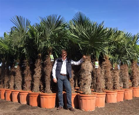 Palm Trees For Sale Shop Online The Palm Tree Company Palm Trees For Sale Shop Online The Palm Tree Company