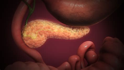 Pancreas Functions And Diseases Scientific Animations Pancreas Functions And Diseases Scientific Animations