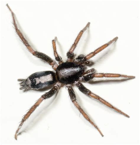 Parson Spider Parson Spider